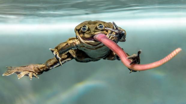 Vodnice posvátná, foto: Petr Hamerník, Zoo Praha