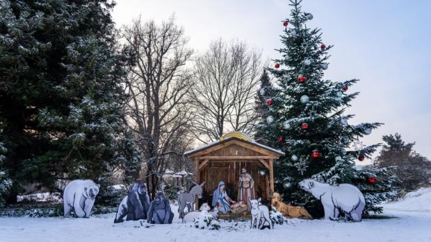 Vánoční kavkazskou jedli naleznou návštěvníci na Veselovského louce u expozic gibonů stříbrných a malp zlatobřichých . Foto Oliver Le Que, Zoo Praha