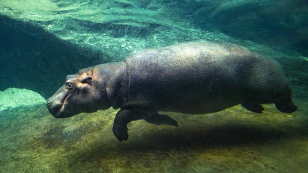 Foto: Petr Hamerník, Zoo Praha