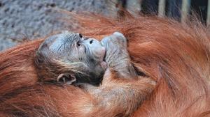 Photo: Miroslav Bobek, Prague Zoo