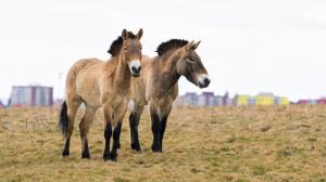 Prague Zoo released two new Przewalski’s horses at Dívčí Hrady. Pictured from left: the mare Vereda and the gelding Nepomuk. Photo Petr Hamerník, Prague Zoo