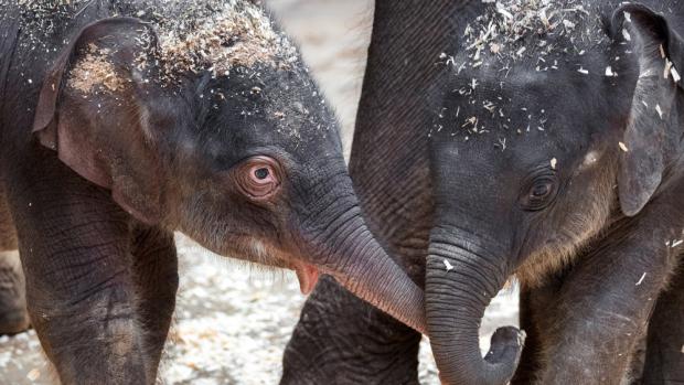 Do sloního stáda v Zoo Praha přibyla letos na jaře hned dvě mláďata. Starší samička se narodila 27. března, mladší 9. května. Celá skupina tak nyní čítá již devět členů. Foto: Miroslav Bobek, Zoo Praha.