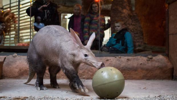 Na 1. ledna 2020 v 10.00 chystáme komentované krmení hrabáčů a odhalíme také recepturu speciální hrabáčí kaše. Foto: Václav Šilha, Zoo Praha