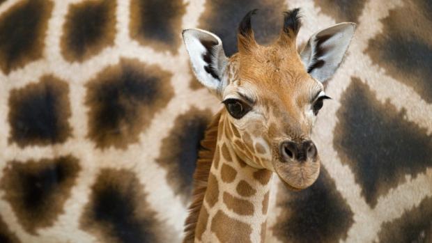 Žirafa Rothschildova, foto: archiv Zoo Praha