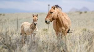 V Mongolsku se rodí jedno hříbě koní Převalského za druhým. Na snímku je hřebec Hustai s letošním hříbětem klisny Spiny, kterou jsme do Gobi B přepravili v červnu 2019. Ostatně i Hustai letěl českým armádním letadlem, a to během vnitromongolského transportu v roce 2016. Foto: SPA Great Gobi B