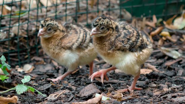 Historicky první mláďata hoka přilbového vylíhlá v zoologických zahradách na  	území Česka a Slovenska. Foto: Petr Hamerník, Zoo Praha 