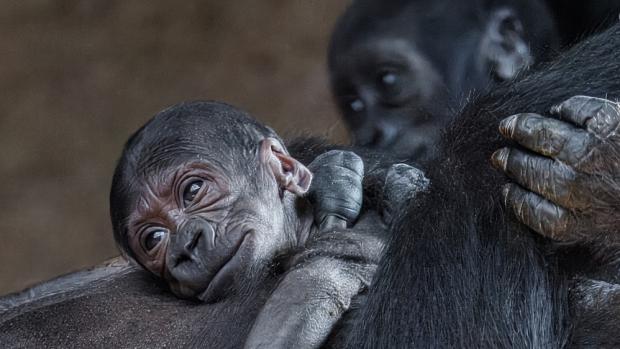 Foto: Miroslav Bobek, Zoo Praha