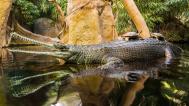 Foto: Petr Hamerník, Zoo Praha
