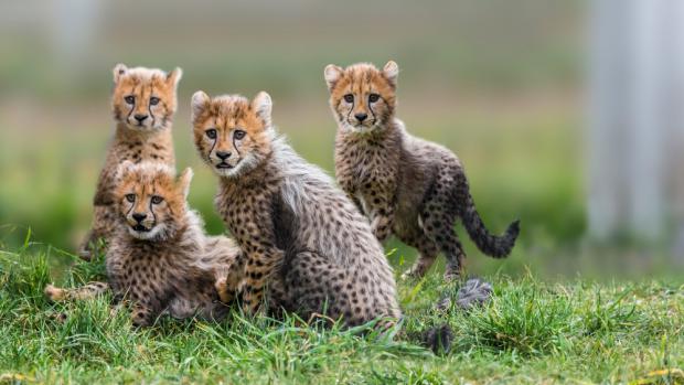 Foto: Petr Hamerník, Zoo Praha