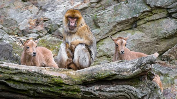 Paovce hřivnaté obývají přírodní skalnaté výběhy v jižní části areálu společně s makaky magoty. Foto: Petr Hamerník, Zoo Praha.