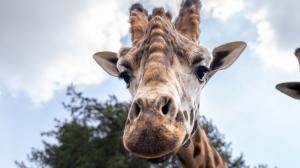 První pohled do tváře nového chovného samce žirafy, zde ještě v domovském Safariparku Beekse Bergen. Foto Oliver Le Que, Zoo Praha