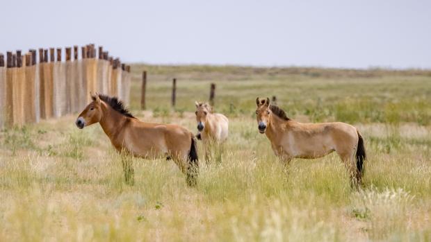 The first Przewalski's horses in central Kazakhstan after hundreds of years. Pictured here are three Czech natives: the stallion Zorro on the left and the mares Zeta II, in the middle, and Ypsilonka on the right. Photo Miroslav Bobek, Prague Zoo