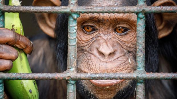 Photo: Miroslav Bobek, Prague Zoo