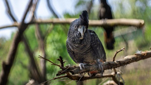 Kakadu havraní, foto: Oliver Le Que