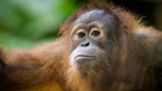 Jméno Pustakawan znamená v indonéštině „knihovník“. Je poctou zesnulému spisovateli Terrymu Pratchettovi, který podporoval ochranu orangutanů a v jehož knižní sáze Zeměplocha se objevuje postava orangutana-knihovníka. Foto Petr Hamerník, Zoo Praha 