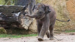 Roční Maxmilián je plný energie a stále v dobré náladě. Foto Václav Šilha, Zoo Praha.
