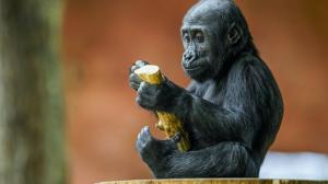 Gorilí samička Mobi, foto: Petr Hamerník, Zoo Praha