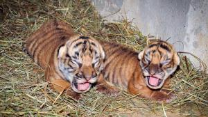 V Zoo Praha se narodila dvě mláďata tygra malajského. Foto: Roman Vodička, Zoo Praha