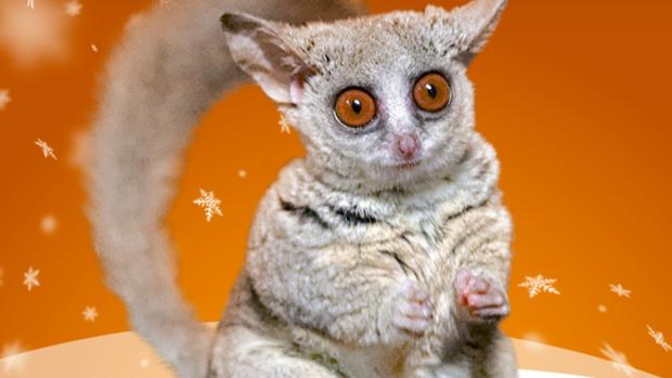 Komba jižní, adopční kampaň Zoo Praha, Foto Petr Hamerník, Zoo Praha