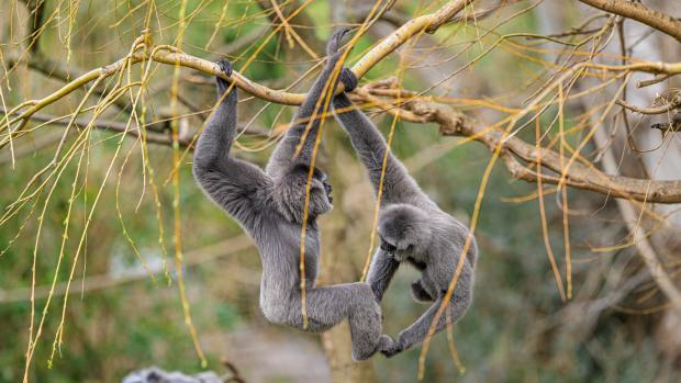 Foto: Petr Hamerník, Zoo Praha