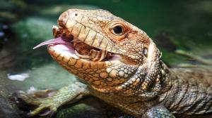 Dracéna krokodýlovitá je jeden z mála ještěrů, který se specializuje na plže se skořápkami. Foto: Miroslav Bobek, Zoo Praha