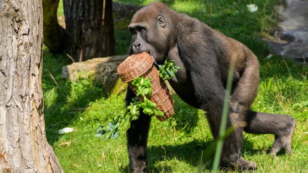Nuru a krmný enrichment, foto: Petr Hamerník, Zoo Praha
