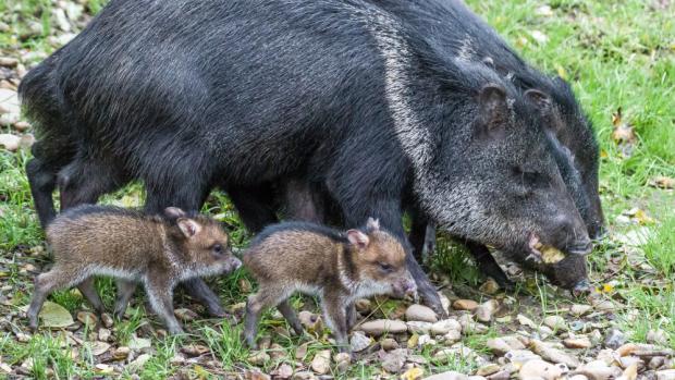 Dva dny stará mláďata pekari páskovaných se svou matkou. Foto: Petr Hamerník, Zoo Praha