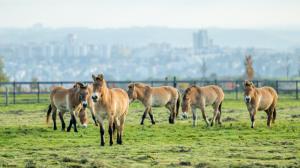 The newly put together six-headed herd of Pzewalski’s horses is grazing at Dívčí hrady. From the left the gelding Nepomuk and the mares Lana, Vereda, Khaamina, Xicara and Gruhne follow. Photo Petr Hamerník, Prague Zoo.