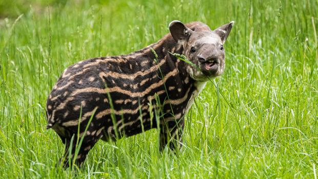 Návštěvníci Zoo Praha, kteří v neděli v 11 hodin dorazí k expozici tapírů jihoamerických, se jako první dozvědí jméno tapíří samičky. Autor Petr Hamerník, Zoo Praha.