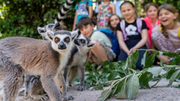 Za symbolickou jednu korunu budou moci jít do Zoo Praha všechny děti do 15 let už tento pátek 1. září. Místo rozvrhu hodin ve škole mohou sledovat časy komentovaných krmení – např. u lemurů kata začne ve 14.30. Foto Oliver Le Que, Zoo Praha