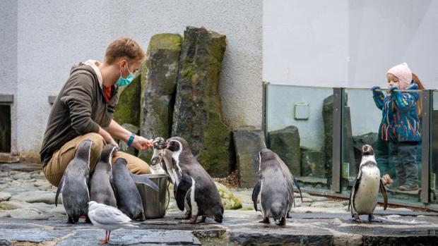 Velké množství ryb dnes v Zoo Praha spotřebují rybožraví ptáci. Jen u tučňáků je to 8 až 10 kg denně. Foto: Miroslav Bobek, Zoo Praha