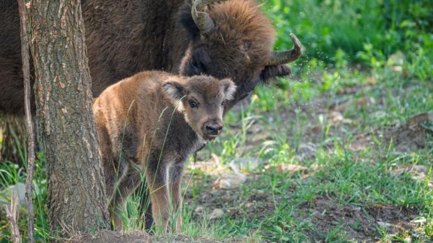 Nejen první mládě v areálu, ale i první potomek samice Grebelle. Tyto velikány evropské přírody, včetně nejmenšího přírůstku, lze v Dolních Počernicích sledovat hned ze dvou vyhlídek. Foto Petr Hamerník, Zoo Praha