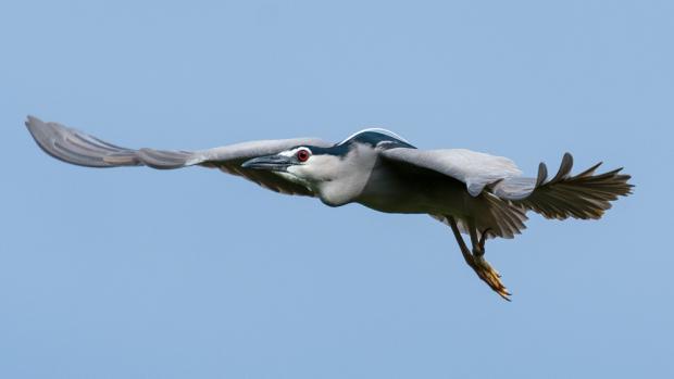 Kvakoš noční, foto: Petr Hamerník, Zoo Praha