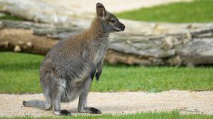 Red-necked wallaby, photo: Petr Hamerník, Zoo Praha