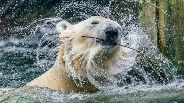 Samec medvěda ledního Tom. Foto: Petr Hamerník, Zoo Praha