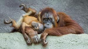 Orangutani sumaterští Diri a Harapan v pavilonu Indonéská džungle. Foto: Petr Hamerník, Zoo Praha