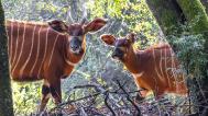 A female of mountain bongo with a calf in the enclosure managed by Mount Kenya Wildlife Conservancy. Photo: Miroslav Bobek, Prague Zoo