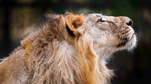 As a lion born back in India, Jamvan is genetically very valuable to the European breeding efforts. Photo: Miroslav Bobek, Prague Zoo