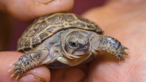 Mládě želvy stepní, foto: Petr Hamerník, Zoo Praha