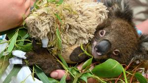 S péčí o koaly postižené požáry od čtvrtka v australské Healesville Sanctuary pomáhá také chovatelka Zoo Praha Kateřina Seemannová. Na snímku je sirotek Micky, kterému bylo nutno převázat popálené tlapky. Foto: Jiří Bálek, Zoo Praha