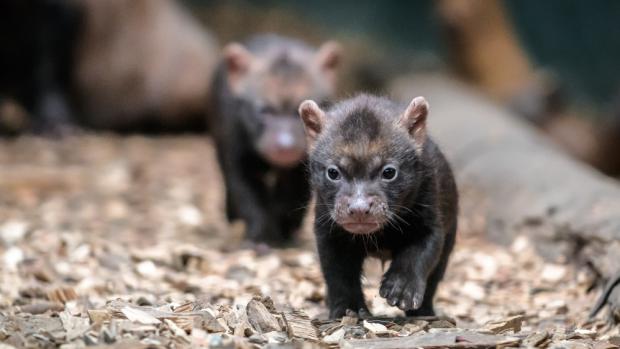 V Zoo Praha jsou k vidění další mimořádná mláďata. Štěňata psů pralesních se narodila 7. dubna. Foto: Petr Hamerník, Zoo Praha