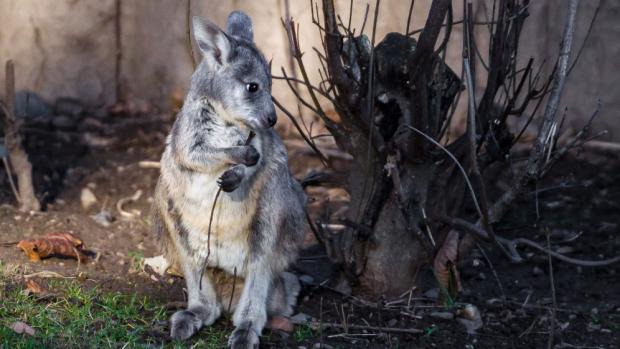 Mládě klokana horského je každým dnem odvážnější. Foto: Petr Hamerník, Zoo Praha.