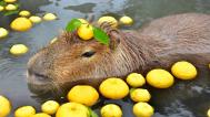 The capybara in the yuzu bath in the picture, which also appeared on the official Twitter profile of the Japanese government in December 2021.