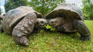 Želvy obrovské, foto: Petr Hamerník, Zoo Praha