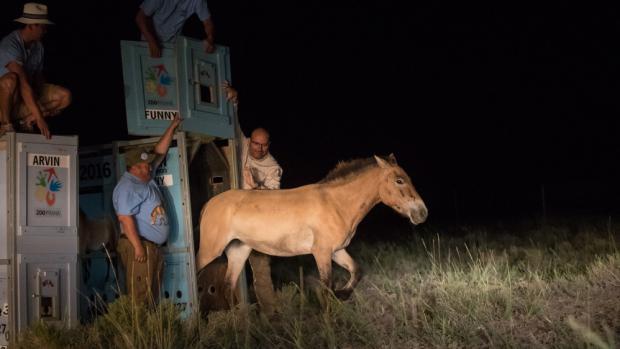 Klisnu Funny vypouštěl z transportní bedny v Tachin usu ředitel Zoo Praha Miroslav Bobek. Foto: Václav Šilha, Zoo Praha