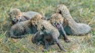 Cheetah cubs begin to walk clumsily and cautiously at just under one month of age. They are still fully dependent on their mother’s milk. Photo: Petr Hamerník, Prague Zoo