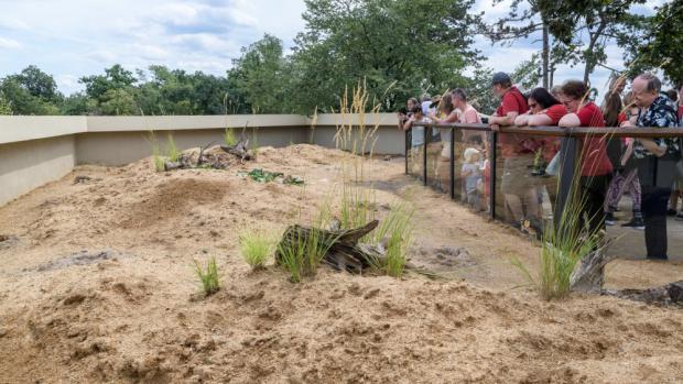 Zoo Praha se při budování nové expozice pro psouny prériové inspirovala severoamerickou prérií, kde tito hlodavci žijí. To se promítlo na výsadbě kolem výběhu. Foto: Petr Hamerník, Zoo Praha.