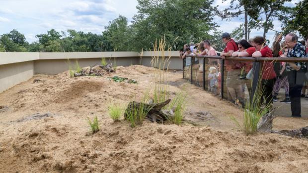 Zoo Praha se při budování nové expozice pro psouny prériové inspirovala severoamerickou prérií, kde tito hlodavci žijí. To se promítlo na výsadbě kolem výběhu. Foto: Petr Hamerník, Zoo Praha. 