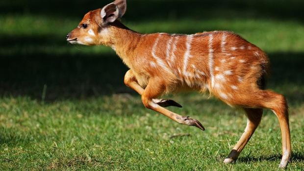 Sitatungy patří k tradičním druhům v Zoo Praha. Chováme je již od 60. let 20. století. Foto: Tomáš Adamec, Zoo Praha