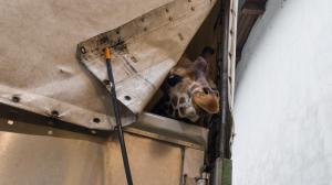 Tadeáš vyhlíží z přepravního přívěsu - krátce před odjezdem do nového domova. Foto: Petr Hamerník, Zoo Praha